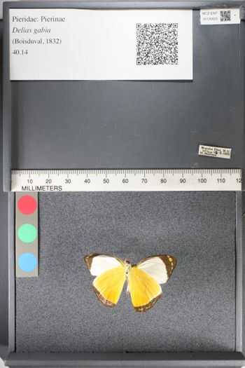 Media type: image;   Entomology 130025